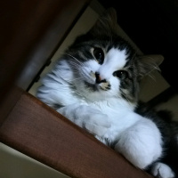 Tekir Kedi, Kedi  Minno fotoğrafı