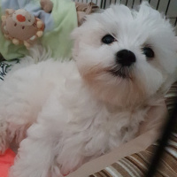 Maltese, Köpek  Teddy fotoğrafı