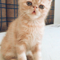 Exotic Shorthair, Kedi  Sherlock fotoğrafı
