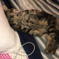 Tekir Kedi, Kedi  Leo fotoğrafı