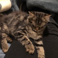 Tekir Kedi, Kedi  Leo fotoğrafı