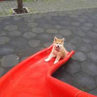 Akita İnu, Köpek  niji fotoğrafı