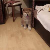 Akita İnu, Köpek  niji fotoğrafı