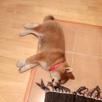 Akita İnu, Köpek  niji fotoğrafı
