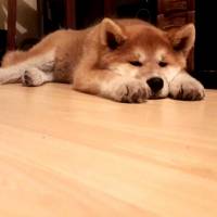 Akita İnu, Köpek  niji fotoğrafı