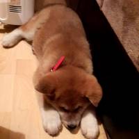 Akita İnu, Köpek  niji fotoğrafı