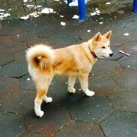 Akita İnu, Köpek  niji fotoğrafı