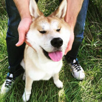 Akita İnu, Köpek  niji fotoğrafı