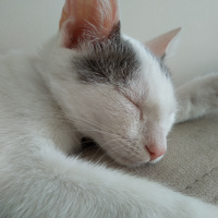 Tekir Kedi, Kedi  Zilli fotoğrafı