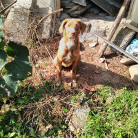 Sokö (Sokak Köpeği), Köpek  Gipşo fotoğrafı