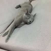 British Shorthair, Kedi  Müezza fotoğrafı