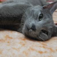 British Shorthair, Kedi  Müezza fotoğrafı