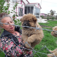 Chow Chow (çin Aslanı), Köpek  Çin aslanı fotoğrafı