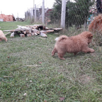 Chow Chow (çin Aslanı), Köpek  Çin aslanı fotoğrafı