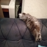 Chinchilla, Kedi  Mia fotoğrafı