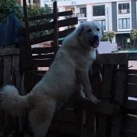 Akbaş, Köpek  Badi fotoğrafı