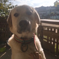 Akbaş, Köpek  Badi fotoğrafı