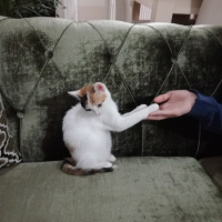 Tekir Kedi, Kedi  Yumak fotoğrafı