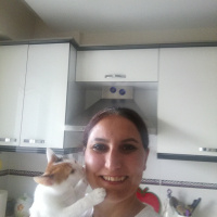 Tekir Kedi, Kedi  Yumak fotoğrafı