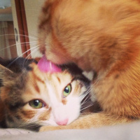 İran Kedisi (Persian), Kedi  Barbie fotoğrafı
