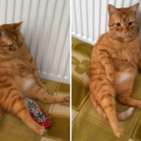 İran Kedisi (Persian), Kedi  Barbie fotoğrafı