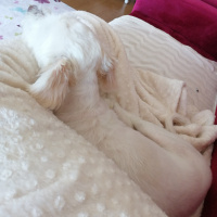 Maltese, Köpek  Mişa fotoğrafı