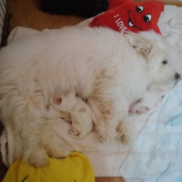 Maltese, Köpek  Mişa fotoğrafı