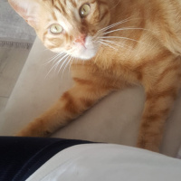 Sarman, Kedi  Buğday fotoğrafı