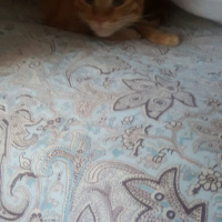 Sarman, Kedi  Buğday fotoğrafı