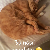 Sarman, Kedi  Buğday fotoğrafı