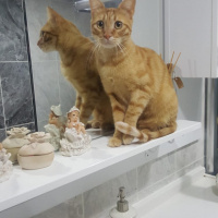 Sarman, Kedi  Buğday fotoğrafı