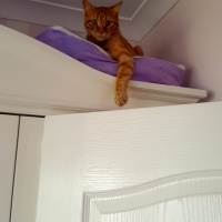 Sarman, Kedi  Buğday fotoğrafı