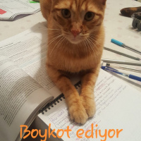 Sarman, Kedi  Buğday fotoğrafı