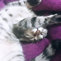 Tekir Kedi, Kedi  Lina fotoğrafı