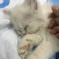 İran Kedisi (Persian), Kedi  seker fotoğrafı