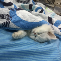 İran Kedisi (Persian), Kedi  seker fotoğrafı