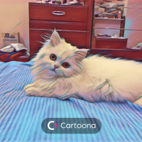 İran Kedisi (Persian), Kedi  seker fotoğrafı