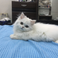 İran Kedisi (Persian), Kedi  seker fotoğrafı