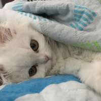 İran Kedisi (Persian), Kedi  seker fotoğrafı