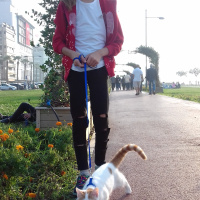 Tekir Kedi, Kedi  Şanslı fotoğrafı