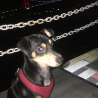 Minyatür Pinscher, Köpek  Aleks fotoğrafı