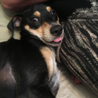 Minyatür Pinscher, Köpek  Aleks fotoğrafı
