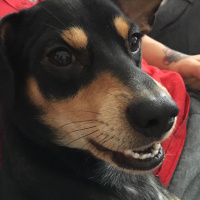 Minyatür Pinscher, Köpek  Aleks fotoğrafı