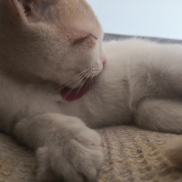 Sarman, Kedi  Sütlaç fotoğrafı