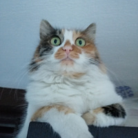 Tekir Kedi, Kedi  Karamel fotoğrafı