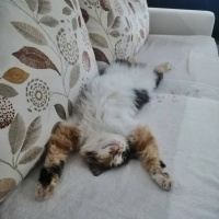 Tekir Kedi, Kedi  Karamel fotoğrafı