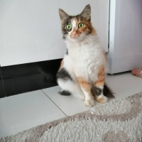 Tekir Kedi, Kedi  Karamel fotoğrafı