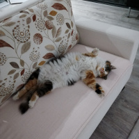 Tekir Kedi, Kedi  Karamel fotoğrafı