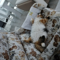 Tekir Kedi, Kedi  Karamel fotoğrafı