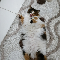 Tekir Kedi, Kedi  Karamel fotoğrafı